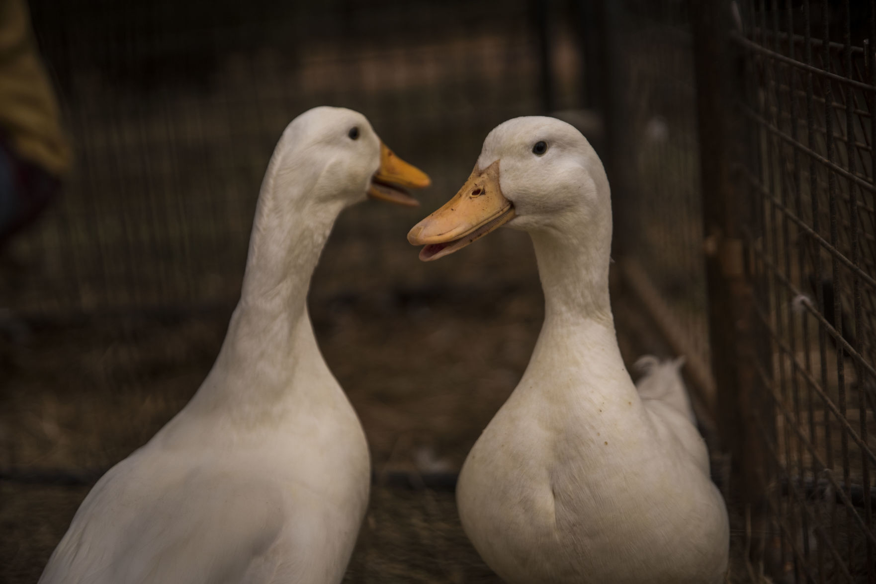 Animal Sanctuary